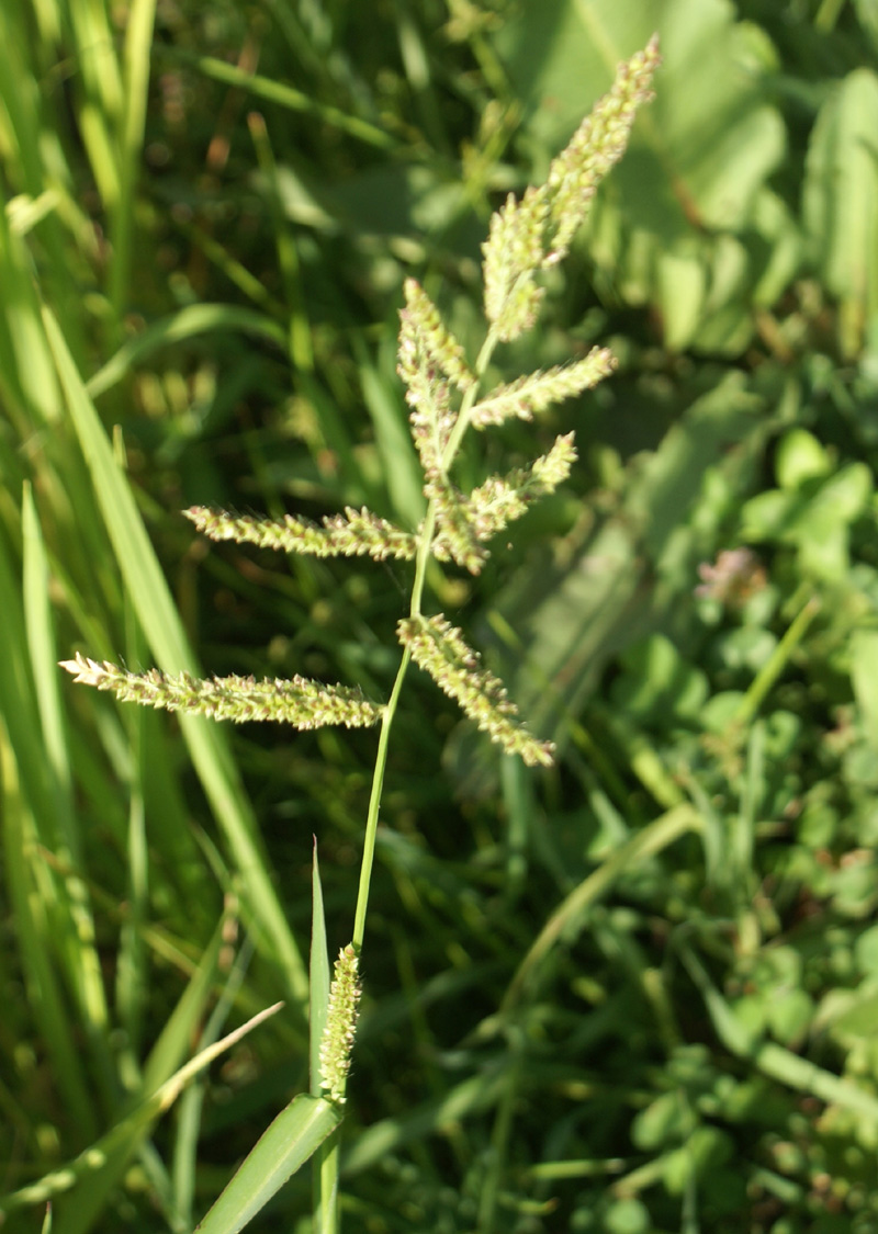 Echinochloa colona photo